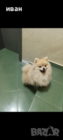 померан момче , снимка 3 - Померан - 53904604