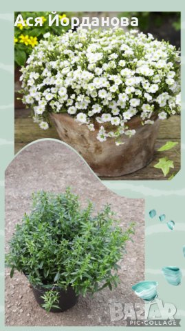 Градински цветя и храсти, снимка 14 - Градински цветя и растения - 42084094