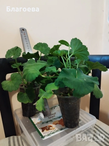 Мушкато оранжево , снимка 2 - Стайни растения - 52511737