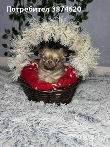 чихуахуа момченца, снимка 12 - Чихуахуа - 52675936