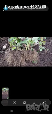Разсад ягоди , снимка 7 - Разсади - 49471052