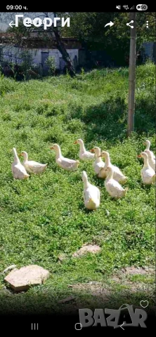 Пекински патици