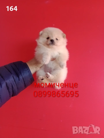 Померани. Мъжки и женски Померанчета. Реални снимки!, снимка 10 - Померан - 53082394