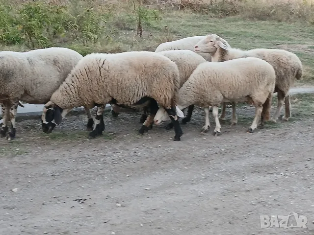 Свободни овце и коч, снимка 2 - Овце - 56132577