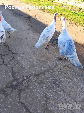 Домашни пуйки мъжки и женски 0897614893 Цена по договоряне, снимка 7 - други­ - 52739963