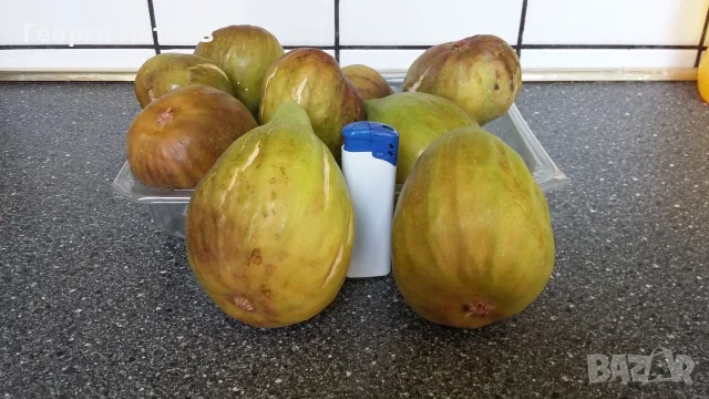 Смокини разсад в кофичка., снимка 3 - Градински цветя и растения - 56493361