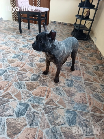 френски булдок 6 месеца , снимка 3 - Други - 52650433