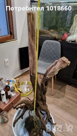 Голям мангров корен