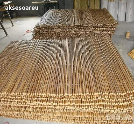 100 броя редки бамбукови семена зелен бамбук Moso-Bamboo мосо бамбо растение за декорация и украса , снимка 8 - Сортови семена и луковици - 48992845