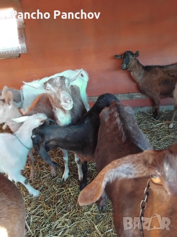 продавам четири кози , снимка 7 - Кози - 54322070