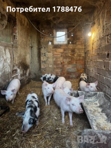 продавам домашни прасета, снимка 2 - Прасета - 53292753