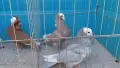 Индийски моки гълъби, снимка 2
