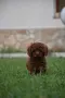 Той пудел Toy poodle, снимка 13