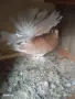 Индийски феберлии, снимка 4