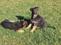 малки немски овчарки, снимка 9