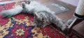 Персийски котета, снимка 16