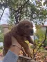 Куче кокер шпаньол, снимка 12