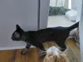 Подарявам котенца, снимка 4