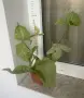 Сингониум "Milk Confetti", снимка 1