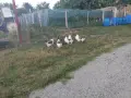 Пуяци и гъски!! , снимка 4