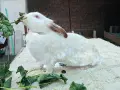 Продавам или заменям  зайци., снимка 16
