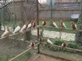 Продавам джимпели, снимка 8