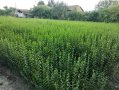 Лигуструм - Жив-плет (0.70)за 1бр., снимка 3