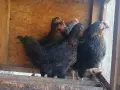 Пилета-Ярки Супер Харко, снимка 1