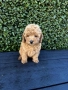 Мини пудели / Mini Poodles, снимка 10
