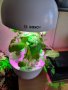 Bosch SmartGrow 3 - домашно градинарство, снимка 4