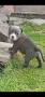 Топ Американско були покет American bully , снимка 6