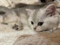 Британско сребърно коте, снимка 3