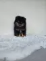 Померан момче момче , снимка 1