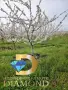 Черешова градина в село Узунджово, обл. Хасково, снимка 6