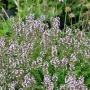 Разсад Лимонена Мащерка / Thymus citriodorus , снимка 5