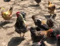 Катунски нови видове - Кокошки и Петли, снимка 3