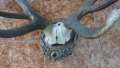 Еленови рога с 6 разклонения, върху подложка - красива придобивка, снимка 2