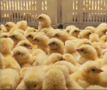 Продавам малки пилета, снимка 1 - други­ - 44684855