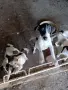 куче 🐕 Джак Ръсел , снимка 12