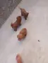 Tyi Mini Pydel Sladyri, снимка 5