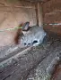 Зайци Великан и Чинчила, снимка 4