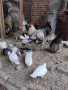 Яйца от Катунски кокошки., снимка 1 - Кокошки и пуйки - 44782136