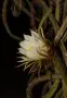 Selenicereus grandiflorus , снимка 1