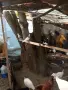 Пазарджиски гълъби , снимка 2