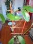 продавам тези хоя милифлоа , снимка 3
