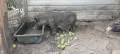 Ветнамски мъжки и женаки прасета , снимка 1