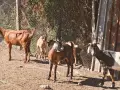 Продавам кози и ярета , снимка 2