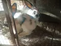 Зайци домашни различни видове, снимка 9