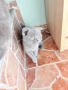 британски котки, снимка 8