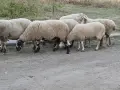 Свободни овце и коч, снимка 2